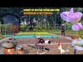 Panen kacang, tanam kemangi, masak gulai ayam kampung \u0026 nasi tiwul, hidup di hutan berkebun CR-115