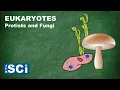 Protists and Fungi
