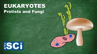 Protists and Fungi