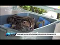 Lagu BKSDA Rawat Dua Kucing Hutan Tangkapan Polda Kalbar dari Perdagangan Gelap