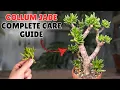 secrets to caring for a gollum jade plant