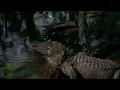 Born on the Bayou (HD)
