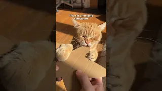 The Cutest Chomper Easy 12 Points Eurovision TrendingShorts 