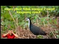 Download Lagu Suara Pikat burung keruak / ruak yang ampuh