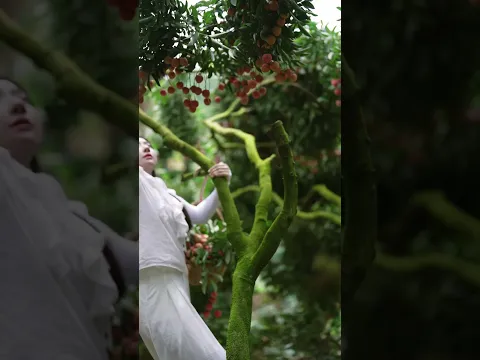 Beautiful Nature with Rural Life - Harvest the sweet and juicy lychees