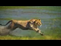 RELENTLESS ENEMIES - Lion Cub crossing