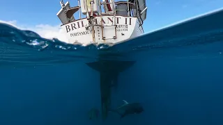 Brilliant boating to Bait Reef