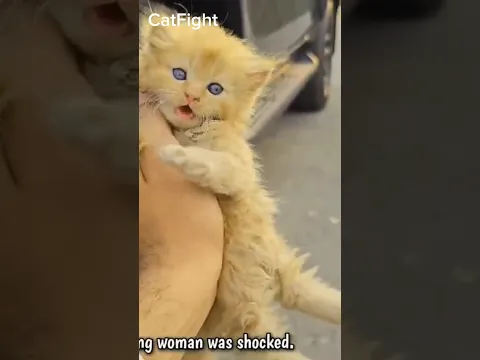 3 Stray Kittens Refused To Leave The Girl's Car. When She Found Out The Reason, She Was Speachless