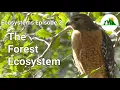 Ecosystems Episode 2 The Forest Ecosystem