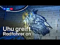 Uhu attackiert Radfahrer in Hemer – nicht die erste Greifvogel-Attacke in der Region | RTL WEST