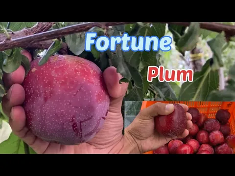 Download MP3 Fortune plum at 7500ft