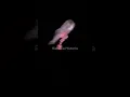 Download Lagu Penampakan Kepala Kuyang Terekam Warga #kisahnyata #penampakan #hantu #kuyang #viralshort
