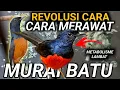 Download Lagu LANGSUNG TAHU ARAH CARA MERAWAT MURAI BATU JADI MURAI BATU GACOR MURAI BATU JUARA