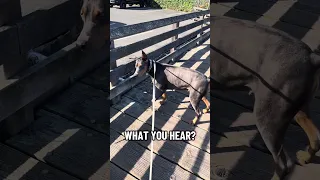 Good morning. #fyp #dream #doberman #pets #youtube