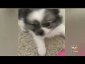 Woman Says Ex Sold Her Puppy On Craigslist -