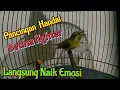 Download Lagu Pancingan  Sogon Betina  Gacor|| Pancingan  Penaik Emosi.