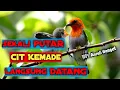 Download Lagu Suara burung cit kemade gacor ngalas,ampuh banget buat pikat ][ hobby dan rejeki