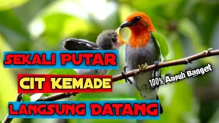suara burung cit kemade gacor ngalas ampuh banget buat pikat hobby dan rejeki