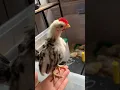 Download Lagu Anak ayam berkokok | Ayam jantan pertama berkokok #ayam jantan #kokok