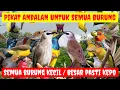 Download Lagu AMPUH ANTI GAGAL‼️SUARA PIKAT BURUNG YANG SUSAH TURUN AMPUH UNTUK PIKAT SEMUA BURUNG KECIL DAN BESAR