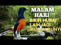 Lagu SUARA PANCINGAN MURAI BATU biar Emosi jadi NYAUT BUNYI GACOR BONGKAR ISIAN | TERAPI MURAI BATU