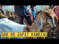 300 RIBU DAPAT KAMBING ??? PASAR LEGI DURENAN TRENGGALEK.