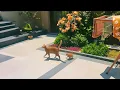 Download Lagu I woke up to find my yard had been \
