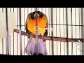 Download Lagu Burung kutilang emas gacor 
