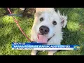 Hawaiian Humane Society waives all adoption fees with holiday adoption special