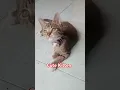 Download Lagu Cute Kitten #oldies #singer #coversong