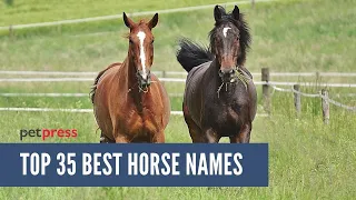 35 BEST NAMES FOR HORSES EVER PetPress