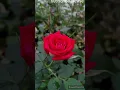 Download Lagu Rose day pic/new whatspp profile picture/gallery picture #love #whatsappdp #picture #rose