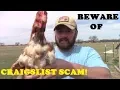 Beware Of CRAIGSLIST CHICKEN SCAM You May Think Your Getting A Good Deal Until