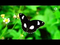 Download Lagu KUPU-KUPU YANG LUCU (Lirik) || Lagu Anak-anak Indonesia || Cipt. Ibu Sud.