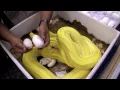 Fertile or Infertile Egg