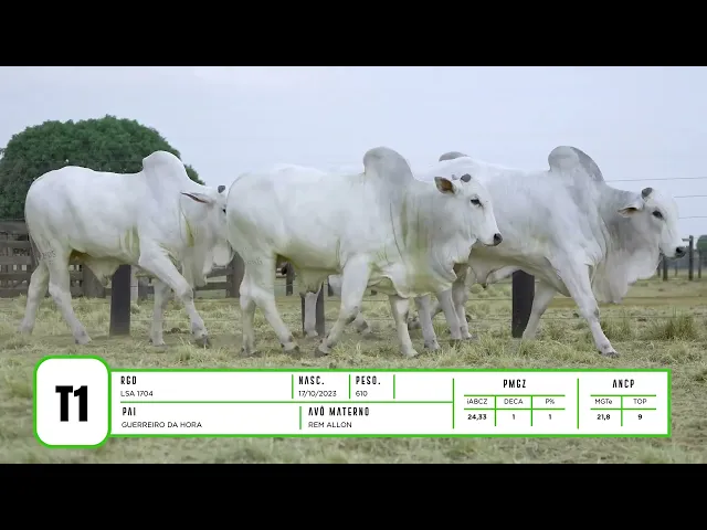 4 Touros Nelore P.O.