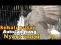 Download Lagu kutilang gacor TARUNG buat pancingan kutilang agar bunyi jadikan burung kutilang gacor