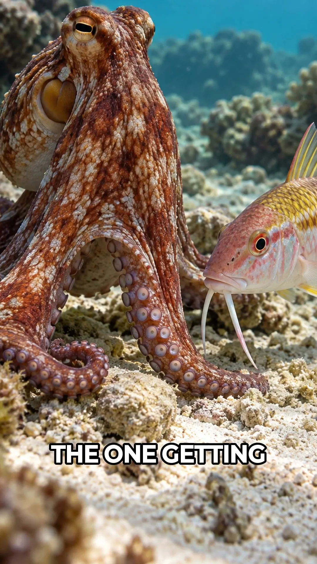 Why Octopuses Punch Fish #Shorts #Science #Facts