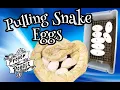 Pulling Ball Python Snake Eggs
