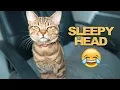 Kitten Twitching While Sleeping