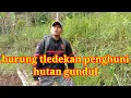 Lagu anis bin bin penghuni hutan gundul