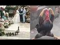 Download Lagu Epic animal funny lovely video 😄😄😆