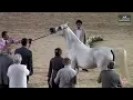 Download Lagu N 103 AJWAD NAYLA   Al Marasem Rabab AH Championship 2025   Mares 7+ Years Old Class 5