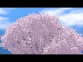 【セブプラ】One Love / 嵐 (cover)