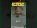 Download Lagu Epilepsy/मिर्गी k symptom/emergency me Kya kre Jb dog Ko Mirgi aaye? #yt #dog #epilepsy #brain #yt