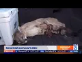 Mountain Lion Tranquilized in Simi Valley