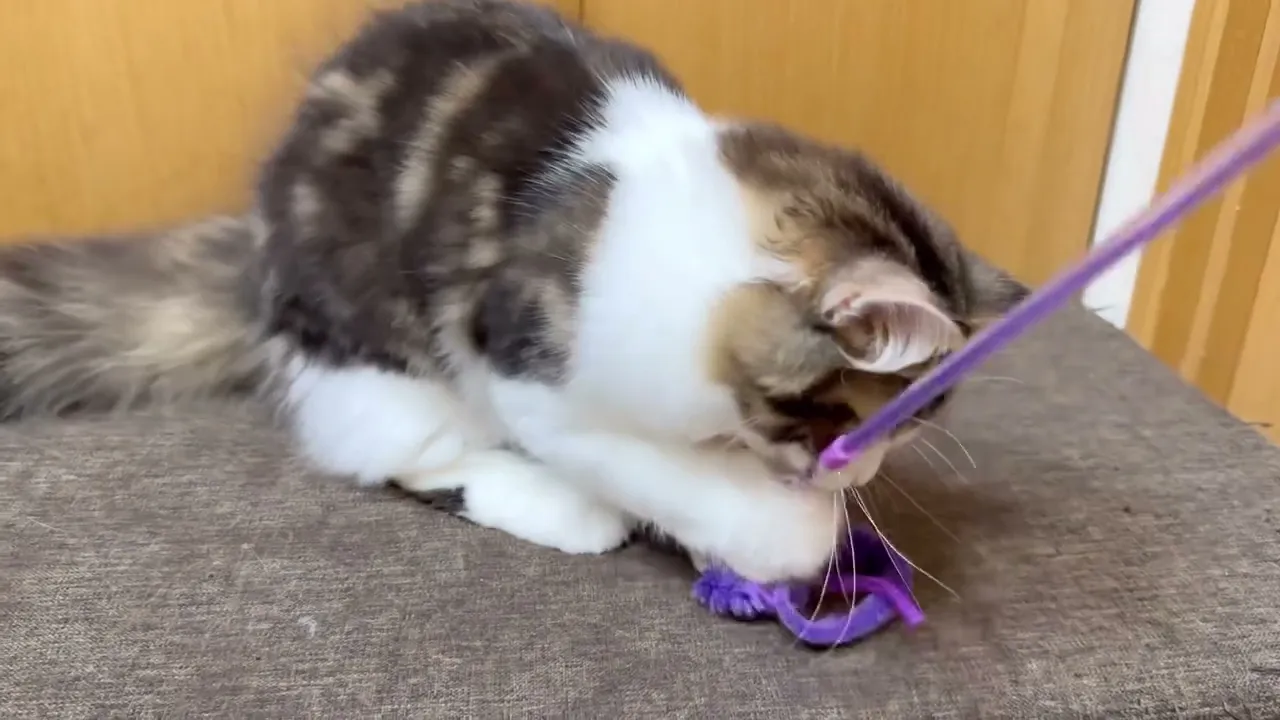 動画