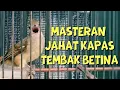 MASTERAN JAHAT KAPAS TEMBAK BETINA