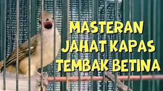 masteran jahat kapas tembak betina