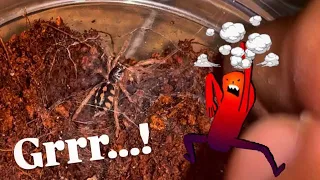 I'm NEVER feeding Baby Tarantulas again!